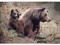 El Oso - Foto 2