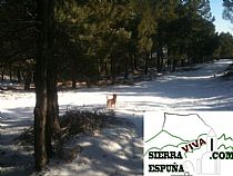 NIEVE A PRINCIPIOS DE FEBRERO EN SIERRA ESPUÑA - Foto 4