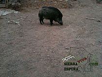 Senda I INTEGRAL DE LOS BARES DE SIERRA ESPUÑA ( 1º DÍA) - Foto 31