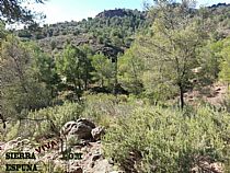 Senda Totana, camino El Abuznel, camino Campix en Sierra Espuña - Foto 3