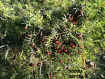 Senda pequeña ruta botánica por el caño de las Alquerías (Sierra Espuña ) - Foto 3