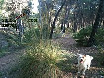 Senda pequeña ruta botánica por el caño de las Alquerías (Sierra Espuña ) - Foto 7