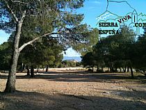 Senda pequeña ruta botánica por el caño de las Alquerías (Sierra Espuña ) - Foto 8