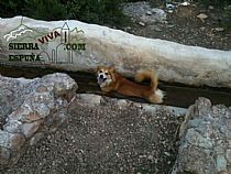 Senda pequeña ruta botánica por el caño de las Alquerías (Sierra Espuña ) - Foto 9