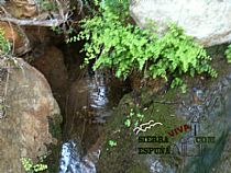 Senda pequeña ruta botánica por el caño de las Alquerías (Sierra Espuña ) - Foto 13