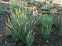 Senda pequeña ruta botánica por el caño de las Alquerías (Sierra Espuña ) - Foto 15