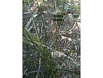 Senda pequeña ruta botánica por el caño de las Alquerías (Sierra Espuña ) - Foto 18