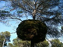 Senda pequeña ruta botánica por el caño de las Alquerías (Sierra Espuña ) - Foto 20