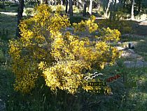 Senda pequeña ruta botánica por el caño de las Alquerías (Sierra Espuña ) - Foto 22
