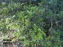 Senda pequeña ruta botánica por el caño de las Alquerías (Sierra Espuña ) - Foto 25