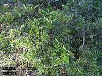 Senda pequeña ruta botánica por el caño de las Alquerías (Sierra Espuña ) - Foto 27