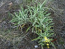 Senda pequeña ruta botánica por el caño de las Alquerías (Sierra Espuña ) - Foto 28