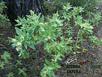 Senda pequeña ruta botánica por el caño de las Alquerías (Sierra Espuña ) - Foto 29