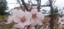 Reportaje sobre los almendros en flor en Sierra Espuña