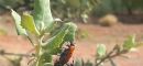 Reportajes de insectos y reptiles de Sierra Espuña