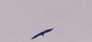 video de buitres volando en sierra espuña