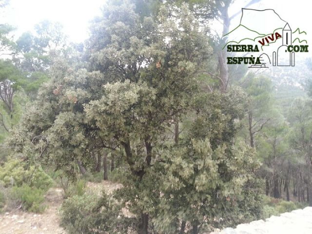 Carrascas, robles quejidos y cipreses de la zona entre el Collado Pilón y la Casa Forestal del Barranco de Enmedio en Sierra Espuña - 2