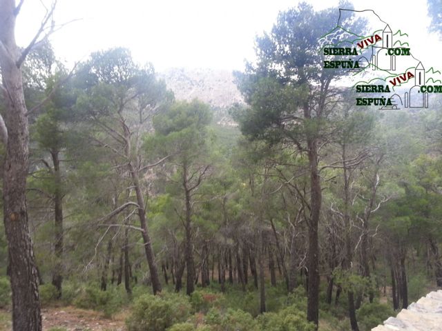 Carrascas, robles quejidos y cipreses de la zona entre el Collado Pilón y la Casa Forestal del Barranco de Enmedio en Sierra Espuña - 3