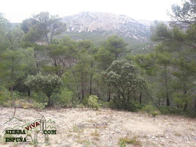 Carrascas, robles quejidos y cipreses de la zona entre el Collado Pilón y la Casa Forestal del Barranco de Enmedio en Sierra Espuña - 4