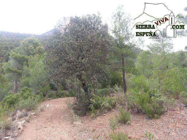 Carrascas, robles quejidos y cipreses de la zona entre el Collado Pilón y la Casa Forestal del Barranco de Enmedio en Sierra Espuña - 7