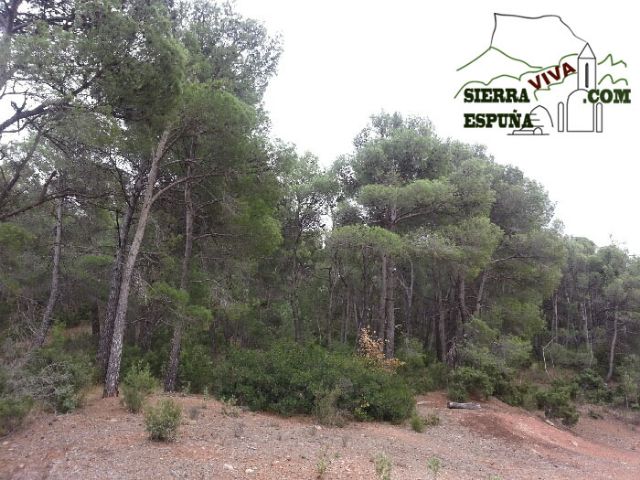 Carrascas, robles quejidos y cipreses de la zona entre el Collado Pilón y la Casa Forestal del Barranco de Enmedio en Sierra Espuña - 10