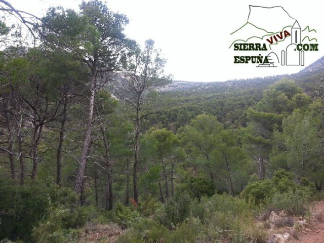 Carrascas, robles quejidos y cipreses de la zona entre el Collado Pilón y la Casa Forestal del Barranco de Enmedio en Sierra Espuña - 8