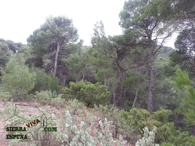 Carrascas, robles quejidos y cipreses de la zona entre el Collado Pilón y la Casa Forestal del Barranco de Enmedio en Sierra Espuña - 9
