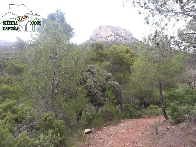 Carrascas, robles quejidos y cipreses de la zona entre el Collado Pilón y la Casa Forestal del Barranco de Enmedio en Sierra Espuña - 11