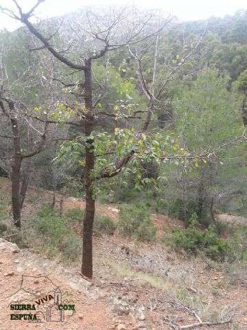 Carrascas, robles quejidos y cipreses de la zona entre el Collado Pilón y la Casa Forestal del Barranco de Enmedio en Sierra Espuña - 12