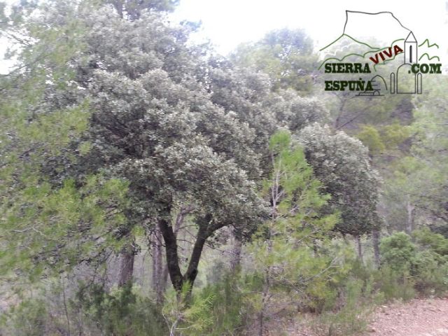 Carrascas, robles quejidos y cipreses de la zona entre el Collado Pilón y la Casa Forestal del Barranco de Enmedio en Sierra Espuña - 13