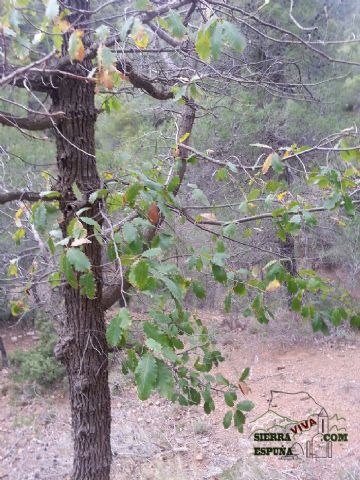 Carrascas, robles quejidos y cipreses de la zona entre el Collado Pilón y la Casa Forestal del Barranco de Enmedio en Sierra Espuña - 14