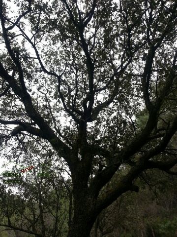 Carrascas, robles quejidos y cipreses de la zona entre el Collado Pilón y la Casa Forestal del Barranco de Enmedio en Sierra Espuña - 15