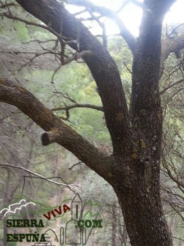 Carrascas, robles quejidos y cipreses de la zona entre el Collado Pilón y la Casa Forestal del Barranco de Enmedio en Sierra Espuña - 16