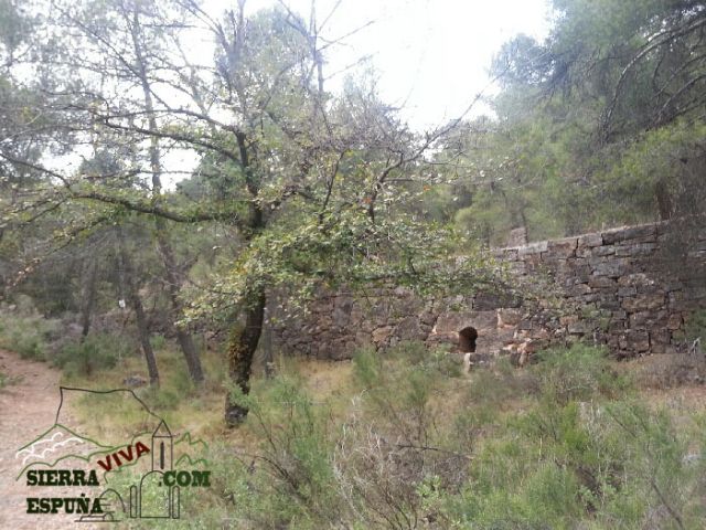 Carrascas, robles quejidos y cipreses de la zona entre el Collado Pilón y la Casa Forestal del Barranco de Enmedio en Sierra Espuña - 17
