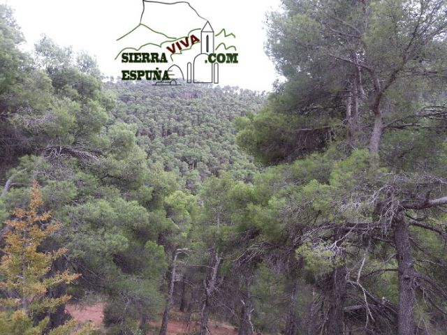 Carrascas, robles quejidos y cipreses de la zona entre el Collado Pilón y la Casa Forestal del Barranco de Enmedio en Sierra Espuña - 18