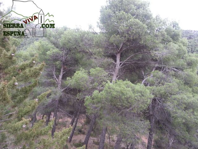 Carrascas, robles quejidos y cipreses de la zona entre el Collado Pilón y la Casa Forestal del Barranco de Enmedio en Sierra Espuña - 20