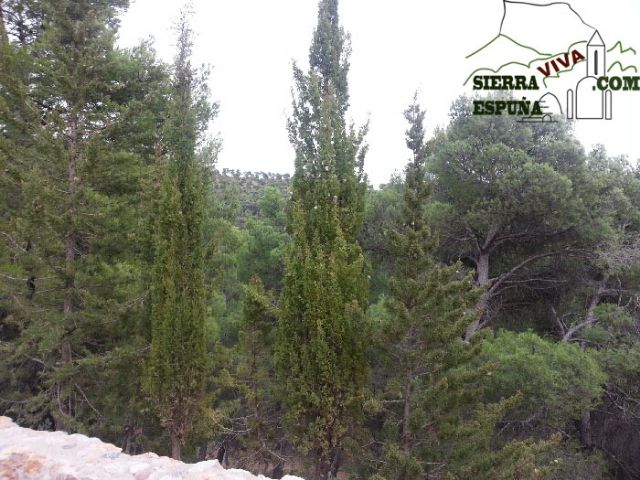 Carrascas, robles quejidos y cipreses de la zona entre el Collado Pilón y la Casa Forestal del Barranco de Enmedio en Sierra Espuña - 21
