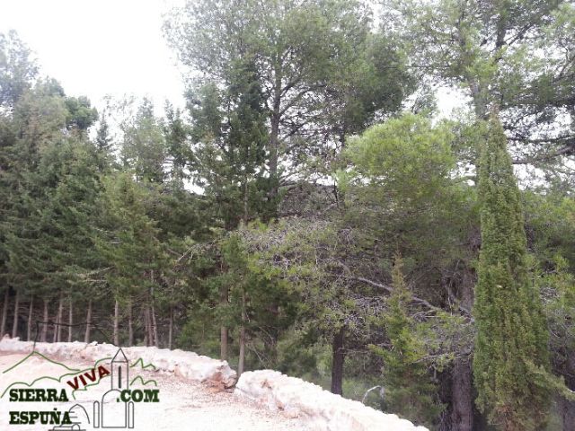 Carrascas, robles quejidos y cipreses de la zona entre el Collado Pilón y la Casa Forestal del Barranco de Enmedio en Sierra Espuña - 22