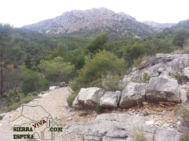 Carrascas, robles quejidos y cipreses de la zona entre el Collado Pilón y la Casa Forestal del Barranco de Enmedio en Sierra Espuña - 24