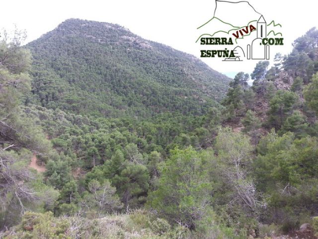 Carrascas, robles quejidos y cipreses de la zona entre el Collado Pilón y la Casa Forestal del Barranco de Enmedio en Sierra Espuña - 25