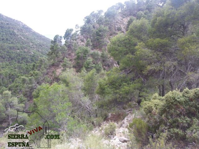 Carrascas, robles quejidos y cipreses de la zona entre el Collado Pilón y la Casa Forestal del Barranco de Enmedio en Sierra Espuña - 26