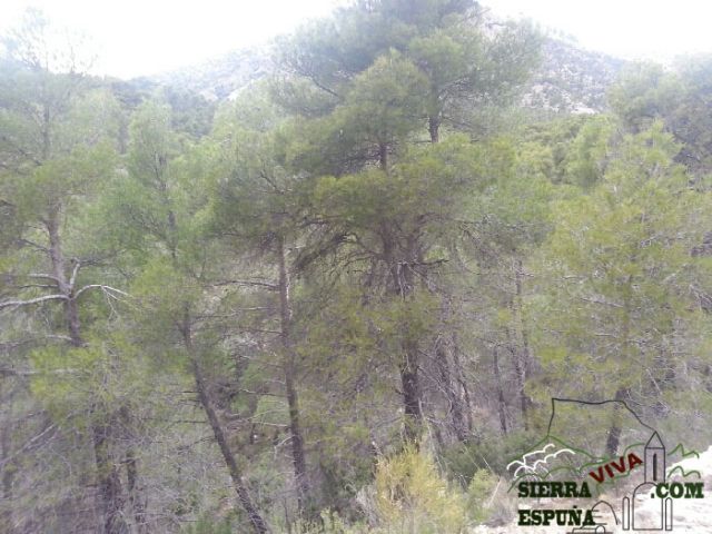 Carrascas, robles quejidos y cipreses de la zona entre el Collado Pilón y la Casa Forestal del Barranco de Enmedio en Sierra Espuña - 27