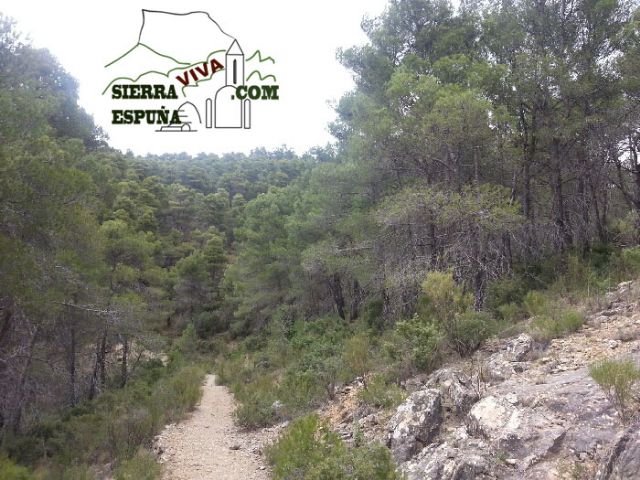 Carrascas, robles quejidos y cipreses de la zona entre el Collado Pilón y la Casa Forestal del Barranco de Enmedio en Sierra Espuña - 28