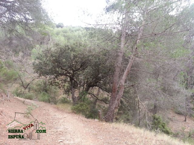 Carrascas, robles quejidos y cipreses de la zona entre el Collado Pilón y la Casa Forestal del Barranco de Enmedio en Sierra Espuña - 29