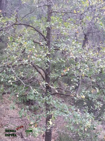 Carrascas, robles quejidos y cipreses de la zona entre el Collado Pilón y la Casa Forestal del Barranco de Enmedio en Sierra Espuña - 30