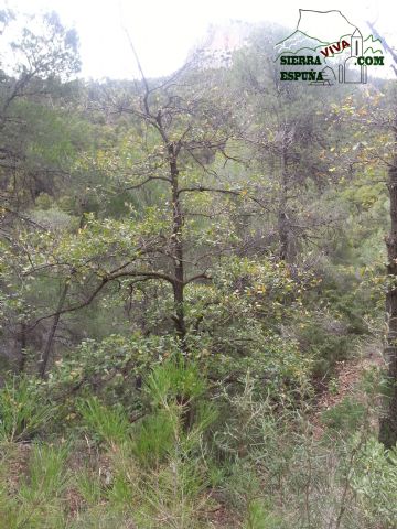 Carrascas, robles quejidos y cipreses de la zona entre el Collado Pilón y la Casa Forestal del Barranco de Enmedio en Sierra Espuña - 31