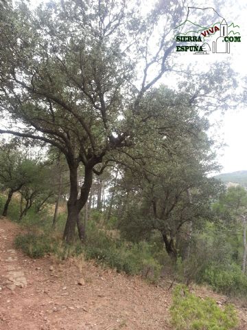 Carrascas, robles quejidos y cipreses de la zona entre el Collado Pilón y la Casa Forestal del Barranco de Enmedio en Sierra Espuña - 32