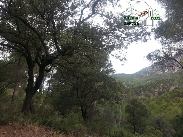 Carrascas, robles quejidos y cipreses de la zona entre el Collado Pilón y la Casa Forestal del Barranco de Enmedio en Sierra Espuña - 33