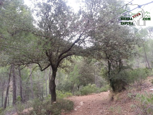 Carrascas, robles quejidos y cipreses de la zona entre el Collado Pilón y la Casa Forestal del Barranco de Enmedio en Sierra Espuña - 34