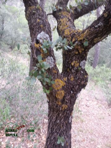 Carrascas, robles quejidos y cipreses de la zona entre el Collado Pilón y la Casa Forestal del Barranco de Enmedio en Sierra Espuña - 35